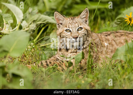 Bobcat riposa in un prato di fiori selvaggi vicino a Bozeman, Montana, USA Foto Stock