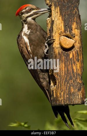 Picchio Pileated (Drycopus pileatus) mangiare da un log suet alimentatore in Issaquah, Washington, Stati Uniti d'America Foto Stock