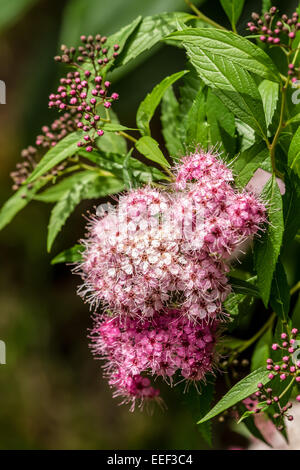 Piccola Principessa Spirea giapponese fiorisce abbondantemente nella metà a fine estate su una collinetta fitta, nella parte occidentale di Washington, Stati Uniti d'America Foto Stock