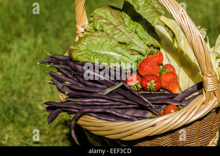 Cesto di appena raccolto produrre (viola polo Podded fagioli, Golden Gate pole fagioli, fragole, continuità lattuga) in occidente Foto Stock