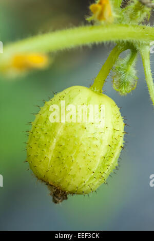 Cimelio di cetriolo Limone (Cucumis sativus) cresce in western WASHINGTON, STATI UNITI D'AMERICA. Foto Stock