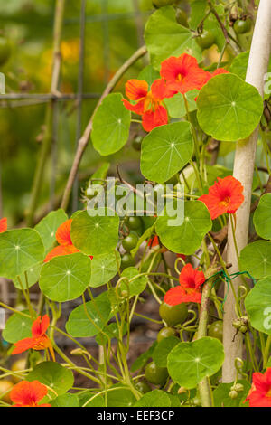 I nasturzi fiori che crescono con Sungold pomodori ciliegia in un giardino vegetale come un compagno di impianto in western WASHINGTON, STATI UNITI D'AMERICA Foto Stock
