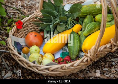 Cesto di appena raccolto produrre, inclusi limone verde e cetrioli, giallo estate squash, fragole e pomodori Foto Stock