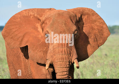 Colore rosso di elefante africano ritratto frontale, Tsavo National Park, Kenya Foto Stock