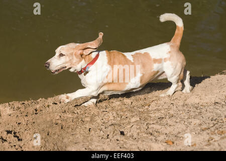 Anziani Basset Hound denominato 'Charlie' con entusiasmo in esecuzione in un parco della città di Houston, Texas, Stati Uniti d'America Foto Stock