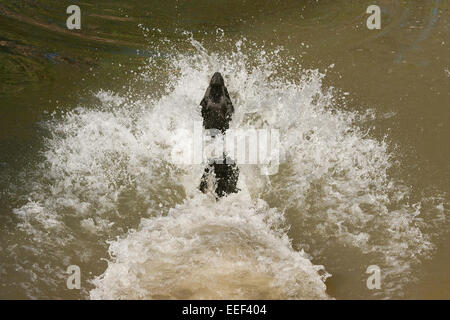 Il Labrador nero il salto in un stagno dopo una sfera, compiendo un enorme splash, in un parco della città di Houston, Texas Foto Stock