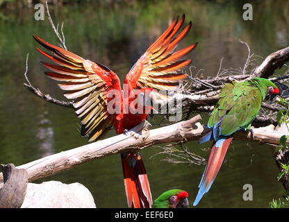 Sud Americana scarlet macaw (Ara macao) con ali spiegate di atterraggio su un ramo, un macaw militare (Ara militaris) già appollaiato Foto Stock