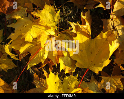 Herbstlaub, Ahornblaetter, bunt, dettaglio Blaetter, Ahornlaub, Laub, abgefallen, welk, liegen, durcheinander, Vielfalt, farbig, H Foto Stock