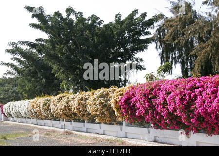 Il Muscat Oman Maskat Masquat Area capitale Sultan Qaboos Giardino Garten Blueten Bluehende Bougainvillea Arabische Halbinsel Naher Os Foto Stock