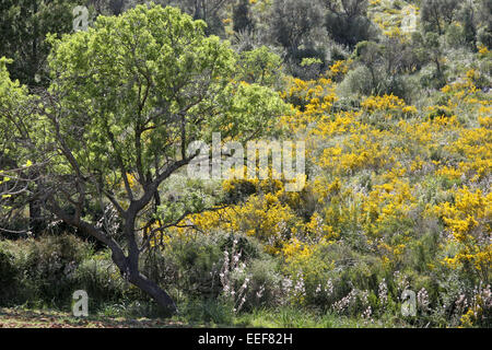 Spanien Mallorca Artá Arta Landschaft Balearen Insel Reiseziel Tourismus Urlaub Ferien Sommer Geographie Europa Foto Stock