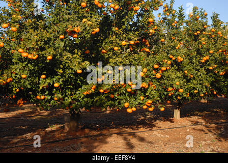 Alberi di arancio in un frutteto, pedreguer, provincia di alicante, Spagna Foto Stock