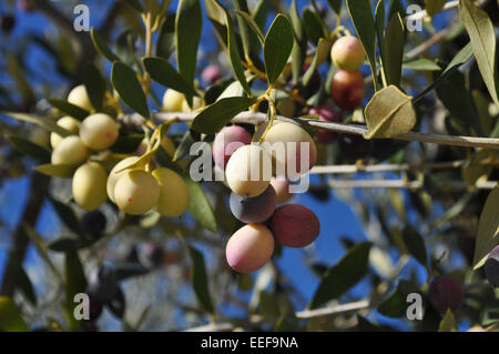 Olive sull'albero Foto Stock