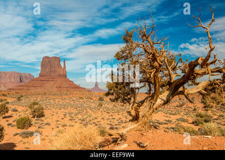 West Mitten Butte, il parco tribale Navajo Monument Valley, Arizona, Stati Uniti d'America Foto Stock