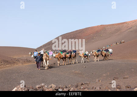 Le corse di cammelli nel Parco Nazionale di Timanfaya, Lanzarote, Isole Canarie. Foto Stock