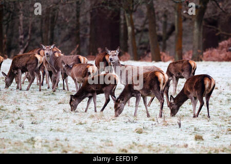Windsor, Regno Unito. Xvii gen, 2015. Regno Unito meteo. Cervi pascolano su erba pupazzo di neve nelle prime ore del mattino in Windsor Great Park. Credito: Ed Brown/Alamy Live News Foto Stock
