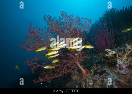 Secca di tonno obeso Snapper, Lutjanus lutjanus, Triton Bay, Papua occidentale, in Indonesia Foto Stock