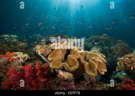 Fungo Soft Coral Reef in, Sarcophyton sp., Triton Bay, Papua occidentale, in Indonesia Foto Stock