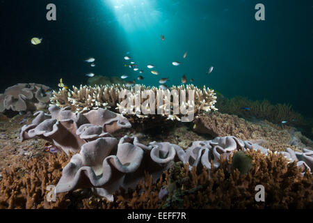 Fungo Soft Coral Reef in, Sarcophyton sp., Triton Bay, Papua occidentale, in Indonesia Foto Stock