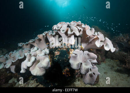 Fungo Soft Coral Reef in, Sarcophyton sp., Triton Bay, Papua occidentale, in Indonesia Foto Stock