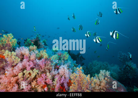 Longfin Bannerfish su Soft Coral Reef, Heniochus acuminatus, Triton Bay, Papua occidentale, in Indonesia Foto Stock