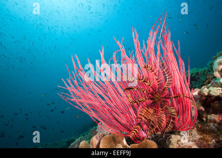 Rosso corallo a frusta, Ellisella ceratophyta, Triton Bay, Papua occidentale, in Indonesia Foto Stock