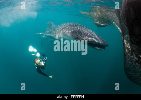 Snorkeling vicino squalo balena, Rhincodon typus, Triton Bay, Papua occidentale, in Indonesia Foto Stock