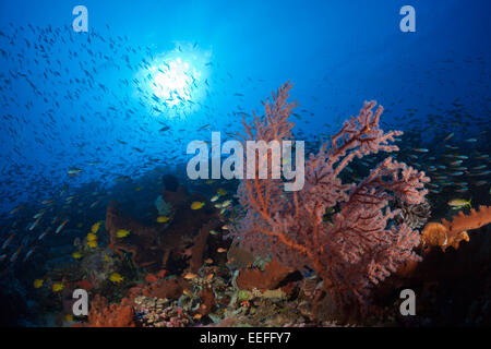 Coral Reef con ventilatore di mare, Melithaea sp., Kai, ISOLE MOLUCCHE, INDONESIA Foto Stock