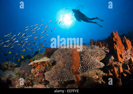 Scuba Diver sulla barriera corallina, Kai, ISOLE MOLUCCHE, INDONESIA Foto Stock