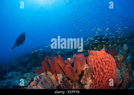 Scuba Diver sulla barriera corallina, Kai, ISOLE MOLUCCHE, INDONESIA Foto Stock