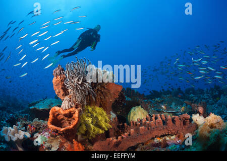 Scuba Diver sulla barriera corallina, Kai, ISOLE MOLUCCHE, INDONESIA Foto Stock