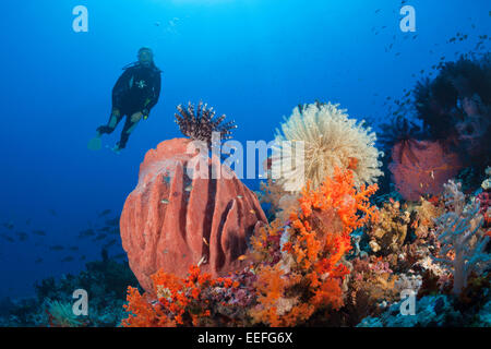 Scuba Diver sulla barriera corallina, Kai, ISOLE MOLUCCHE, INDONESIA Foto Stock