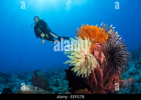 Scuba Diver sulla barriera corallina, Kai, ISOLE MOLUCCHE, INDONESIA Foto Stock