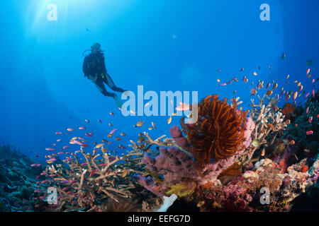 Scuba Diver sulla barriera corallina, Kai, ISOLE MOLUCCHE, INDONESIA Foto Stock