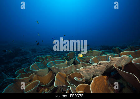 Coral reef di corallo di lattuga, Turbinaria mesenterina, Kai, ISOLE MOLUCCHE, INDONESIA Foto Stock