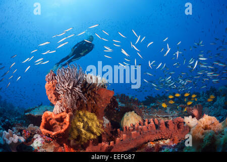 Scuba Diver sulla barriera corallina, Kai, ISOLE MOLUCCHE, INDONESIA Foto Stock