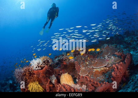 Scuba Diver sulla barriera corallina, Kai, ISOLE MOLUCCHE, INDONESIA Foto Stock