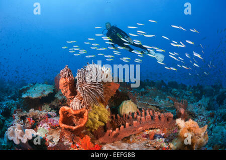 Scuba Diver sulla barriera corallina, Kai, ISOLE MOLUCCHE, INDONESIA Foto Stock