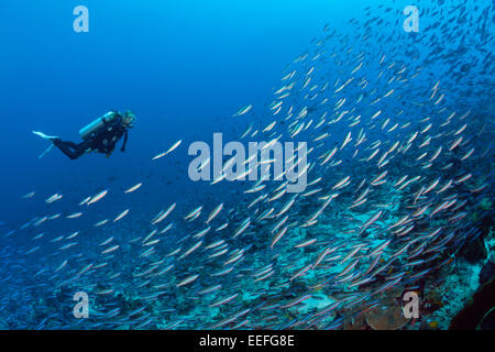 Scuba Diver sulla barriera corallina, Kai, ISOLE MOLUCCHE, INDONESIA Foto Stock