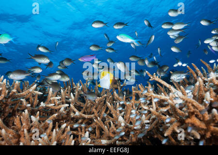 Chromis sulla barriera corallina, Chromis sp., Kai, ISOLE MOLUCCHE, INDONESIA Foto Stock