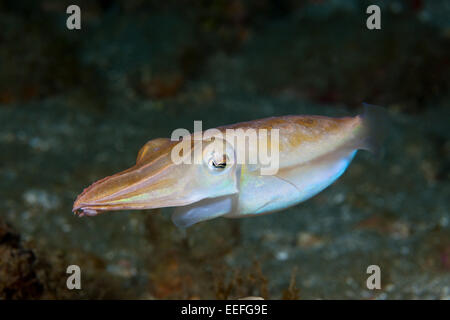 Di Corteggiamento di seppie, Seppia sp., AMBON, ISOLE MOLUCCHE, INDONESIA Foto Stock