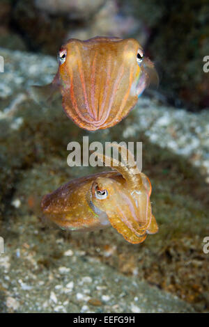 Di Corteggiamento di seppie, Seppia sp., AMBON, ISOLE MOLUCCHE, INDONESIA Foto Stock