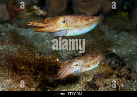 Di Corteggiamento di seppie, Seppia sp., AMBON, ISOLE MOLUCCHE, INDONESIA Foto Stock