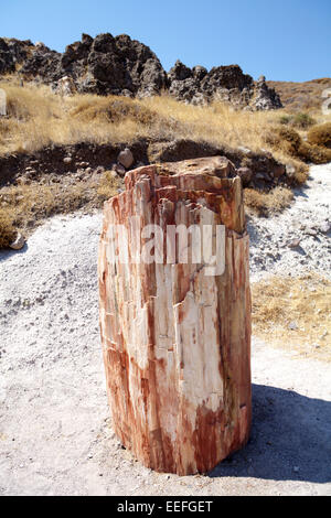 Griechenland, Insel Lesbo, Sigri, Baumstumpf, versteinert, Baum, Baumstamm, alt Naturschutzpark Apolithomeno Dasos, Versteiner Foto Stock