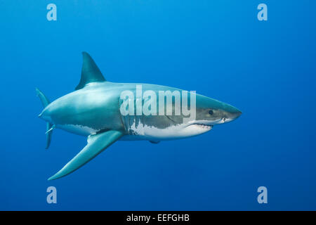 Il grande squalo bianco, Carcharodon carcharias, Isole Neptune, Australia Foto Stock