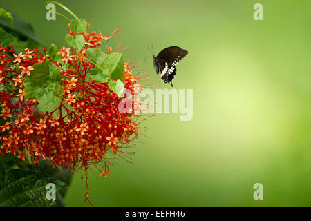 Il Mormon comune sui fiori Foto Stock