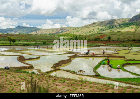 Coltivatori di riso a lavorare sui campi di riso in Madagascar centrale Foto Stock