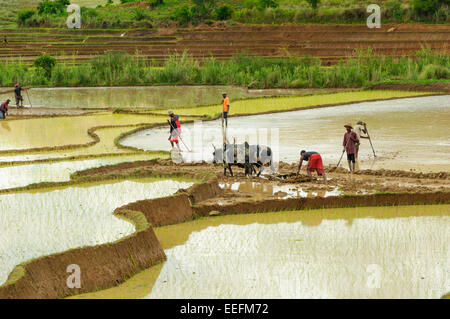 Coltivatori di riso a lavorare sui campi di riso in Madagascar centrale Foto Stock