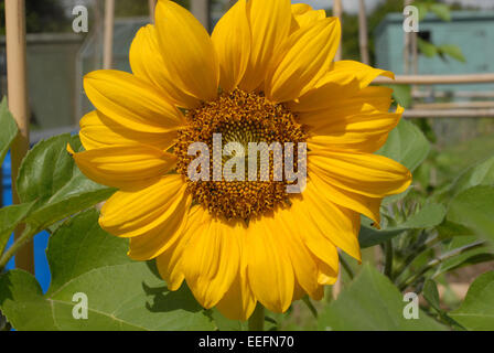 Girasole Foto Stock