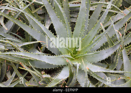 Aloe x spinosissima (Spider Aloe) Foto Stock