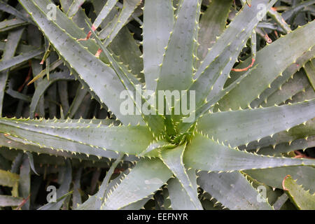 Aloe x spinosissima (Spider Aloe) Foto Stock